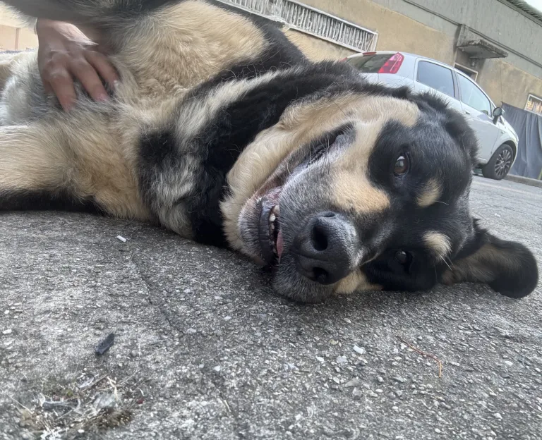 Ultimo saluto a Tyson