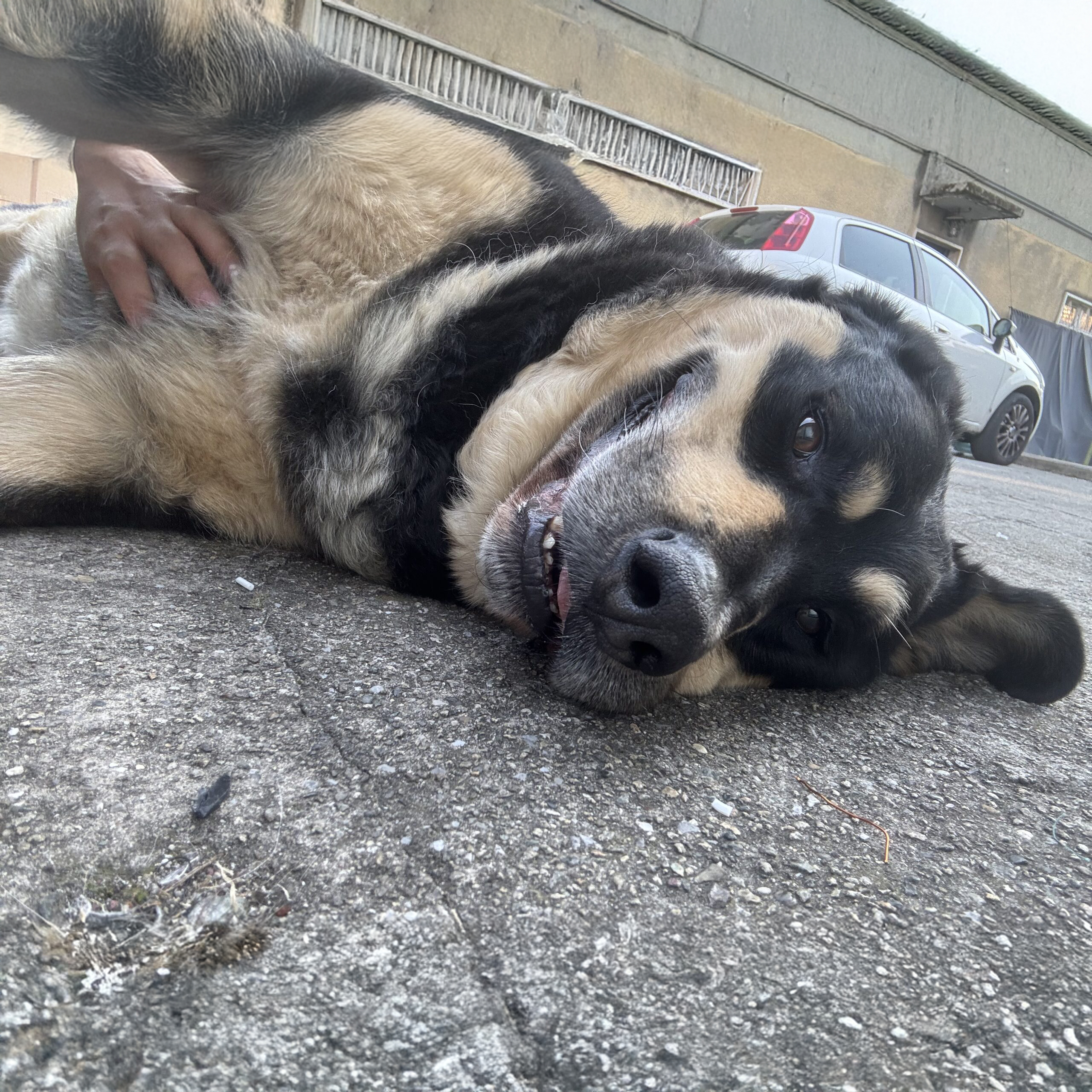 Ultimo saluto a Tyson