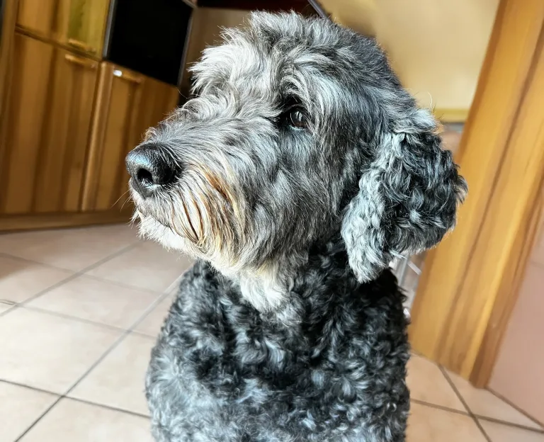 Ultimo saluto a Betty