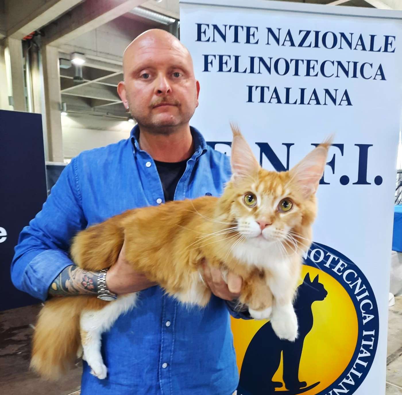 Il gatto più bello del mondo è bresciano: la storia di Abarth