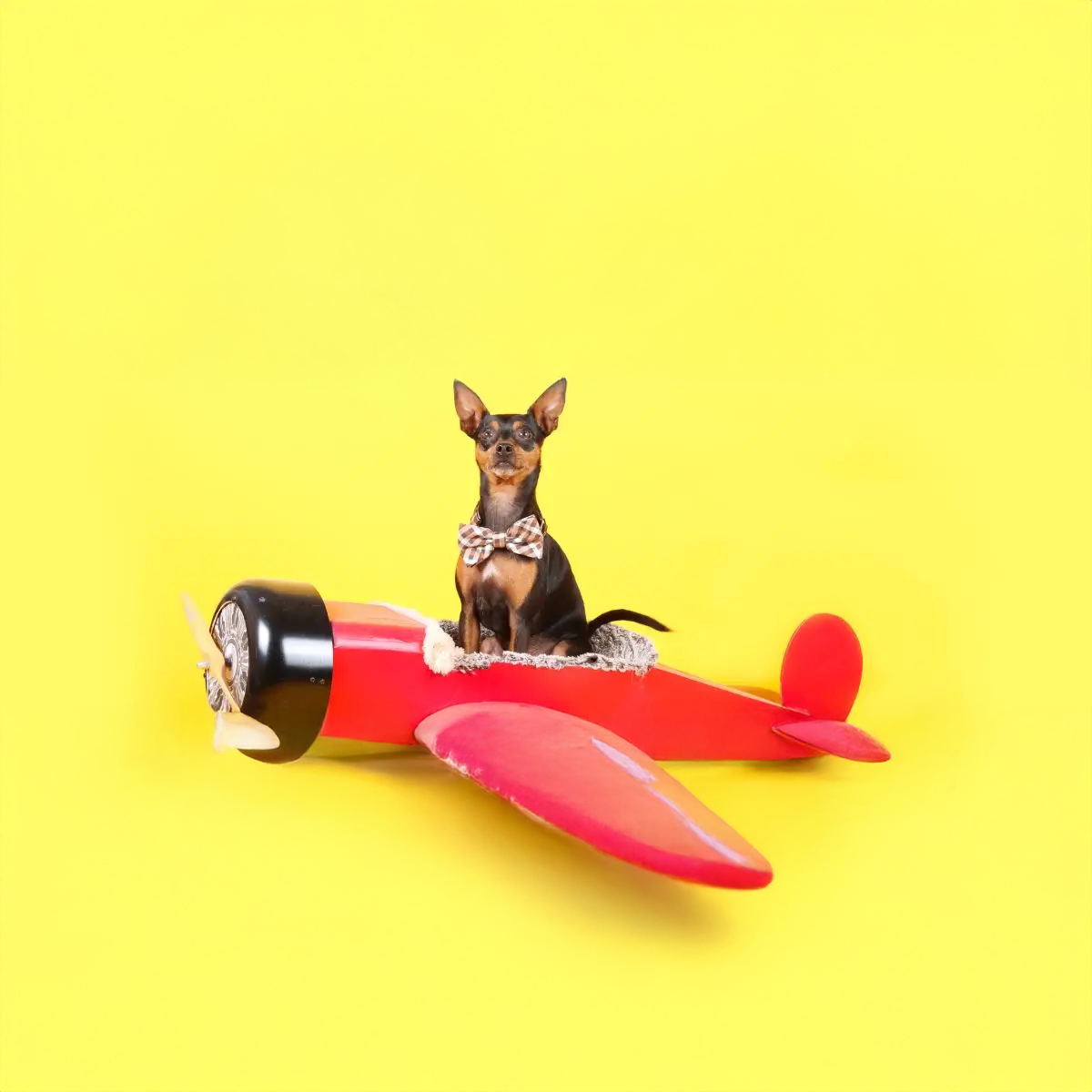 Viaggiare con animali in aereo nel 2026: cosa cambia davvero per cani e gatti