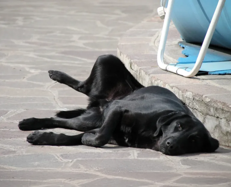 Ultimo saluto a Lucy