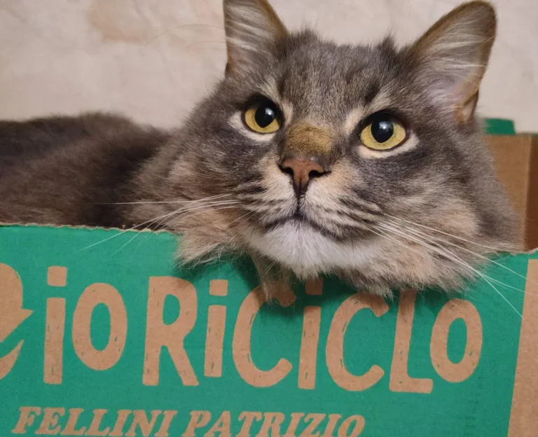 Ultimo saluto a Pelo