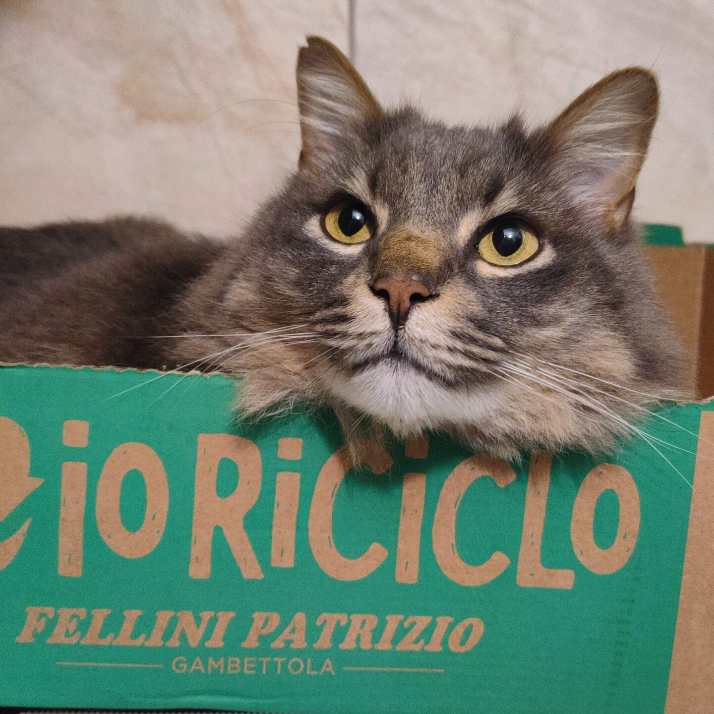 Ultimo saluto a Pelo