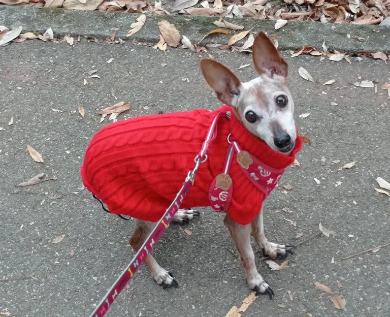 Ultimo saluto a Pepita