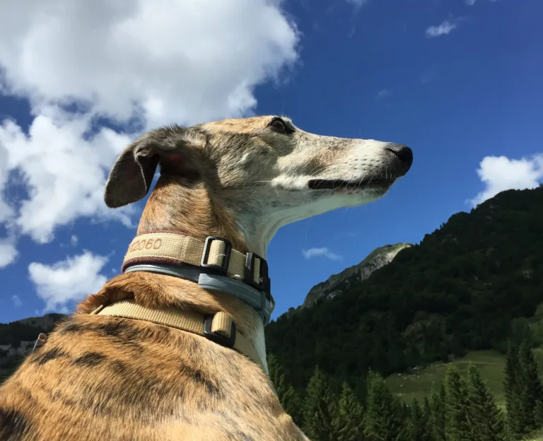 Ultimo saluto a Nala