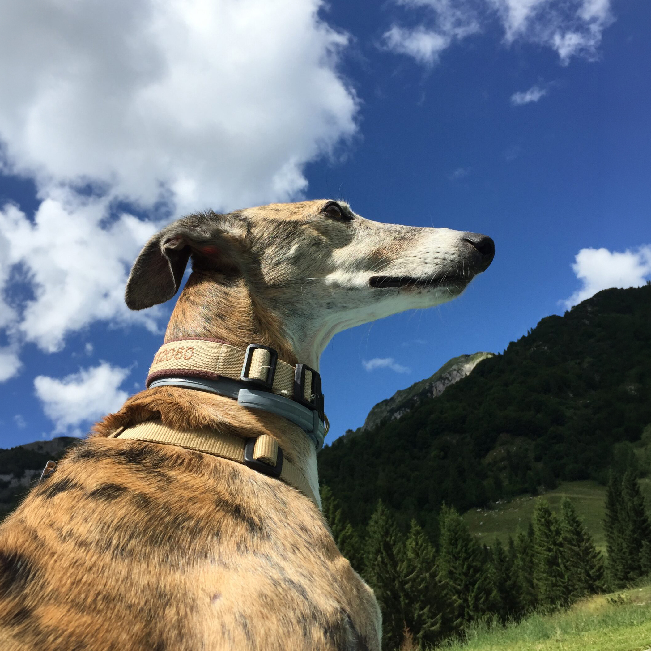 Ultimo saluto a Nala