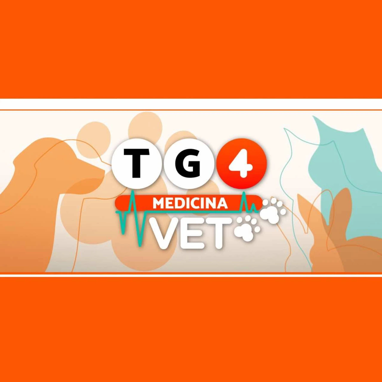 TG4 Vet: quando la salute degli animali entra nel mondo dell’informazione