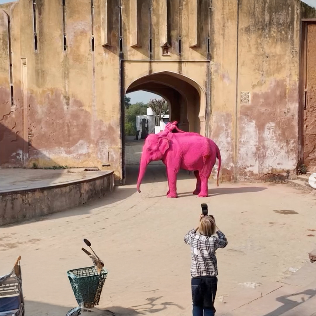 Elefantessa dipinta di rosa muore dopo 5 mesi: arte o abuso animale?