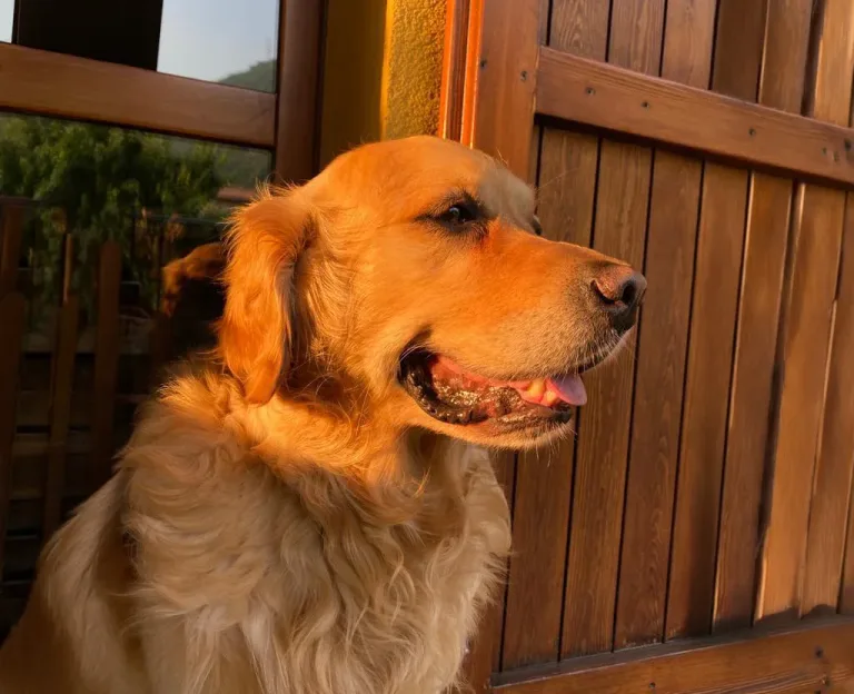 Ultimo saluto a Oliver