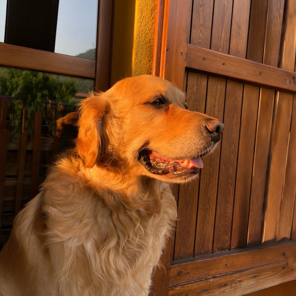 Ultimo saluto a Oliver