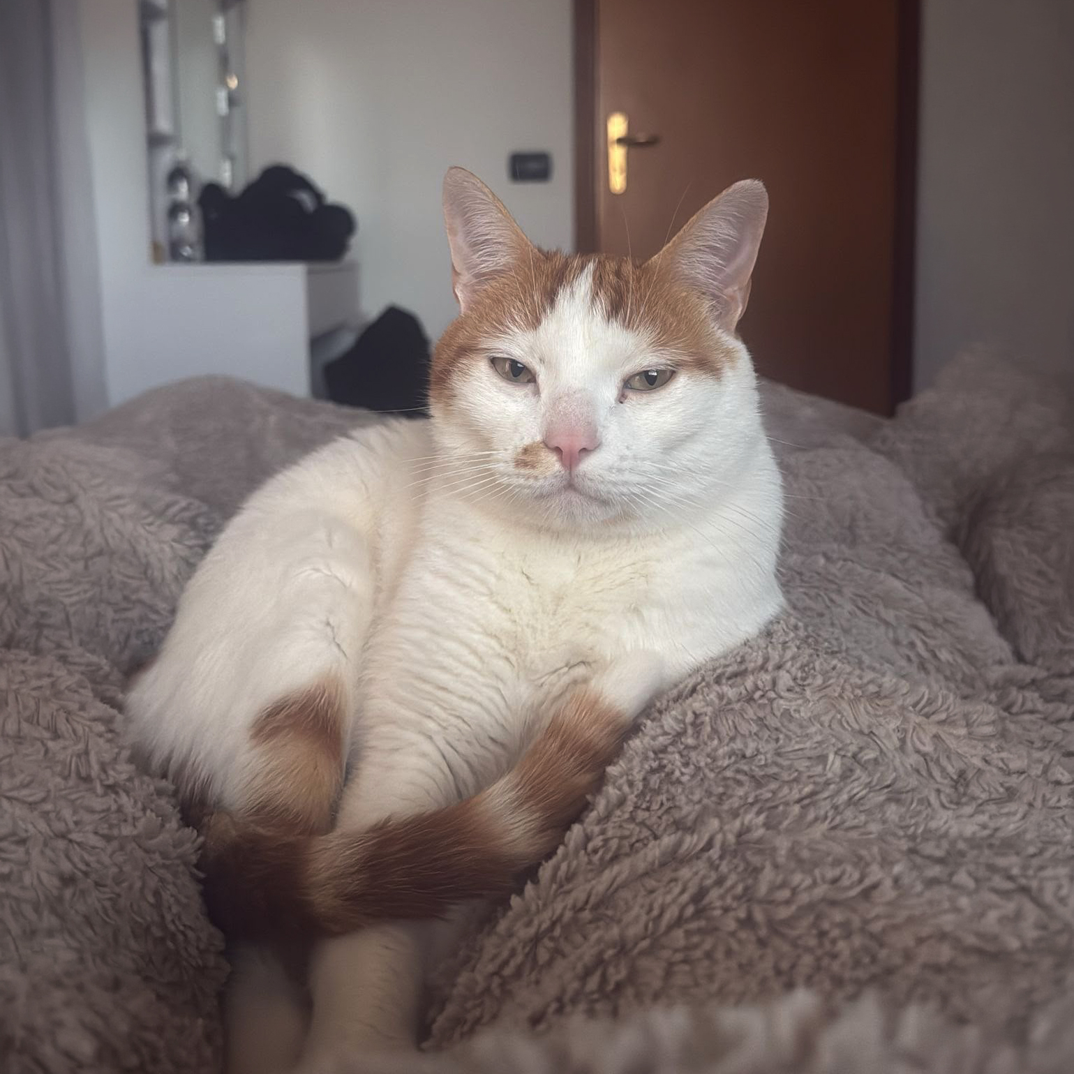 Ultimo saluto a Ginger