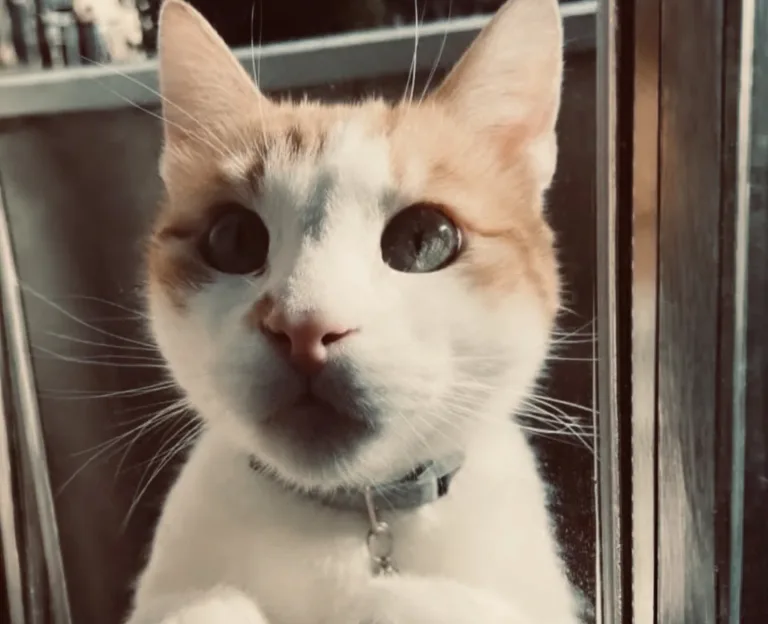 Ultimo saluto a Simba
