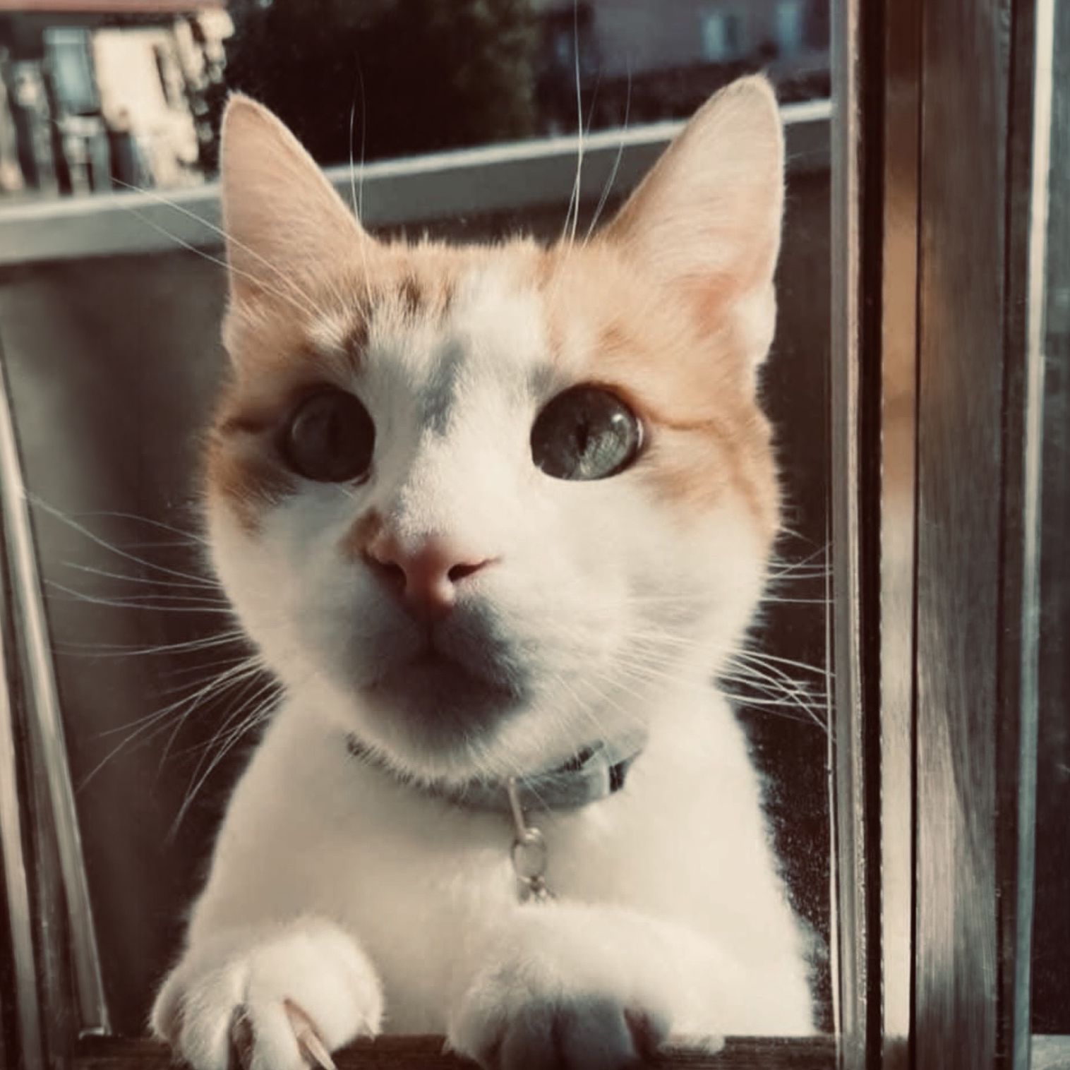 Ultimo saluto a Simba
