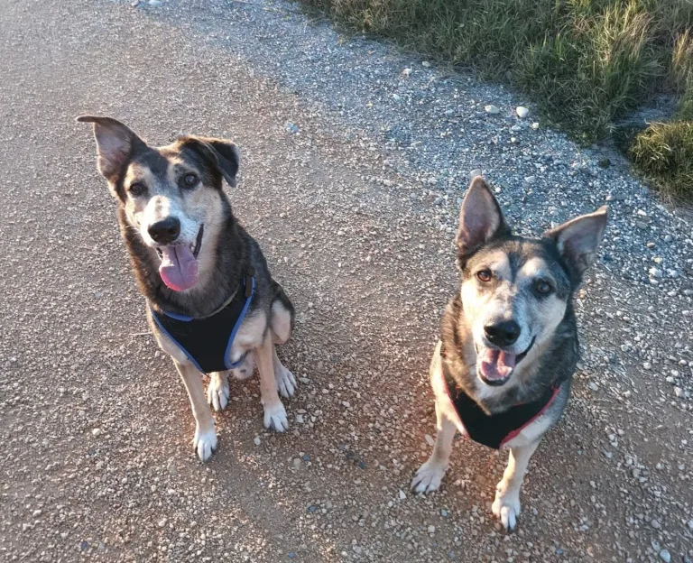 Ultimo saluto a Teddy e Tommy