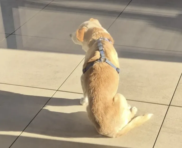 Ultimo saluto a Chicco