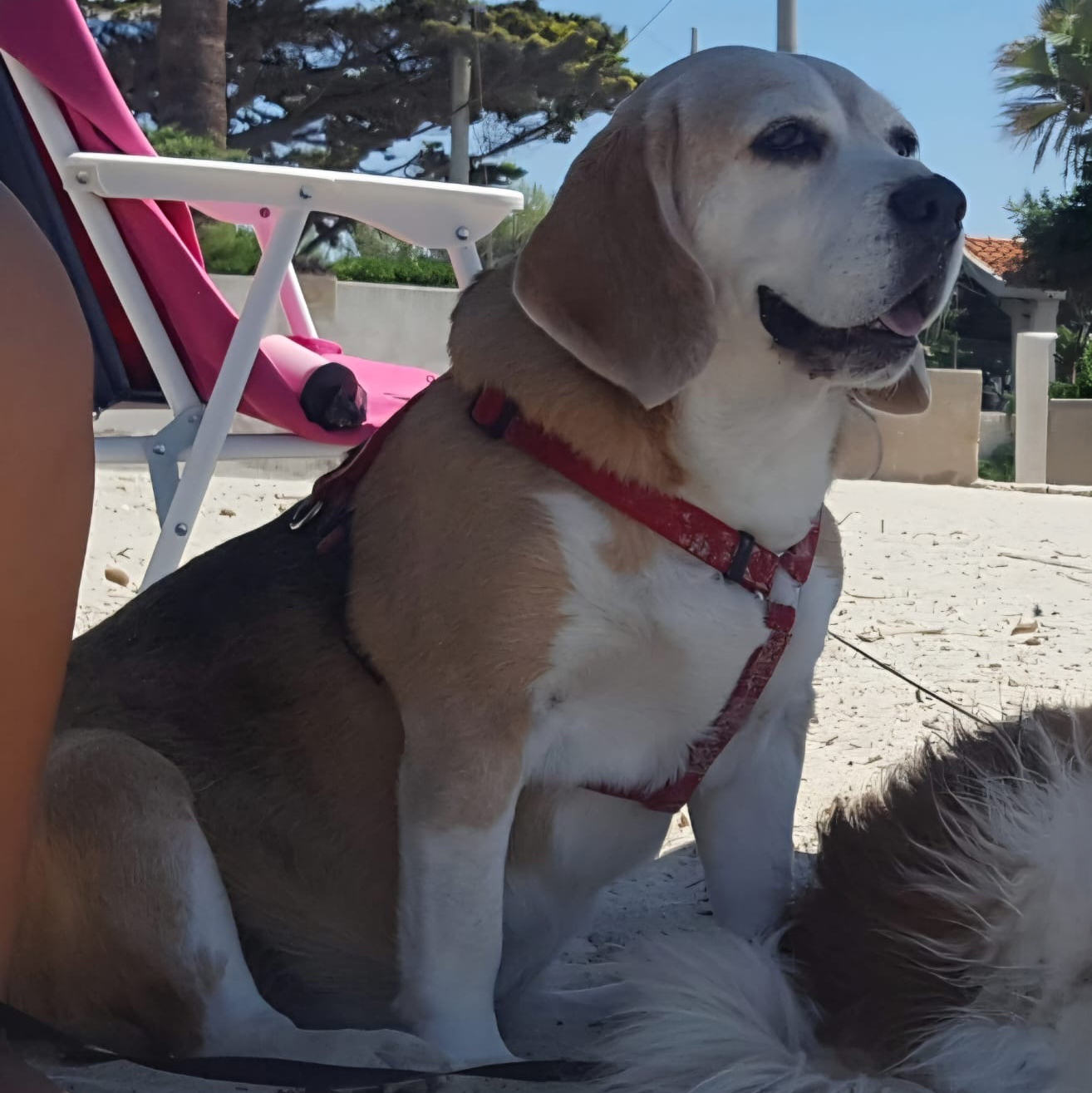 Ultimo saluto a Sharon