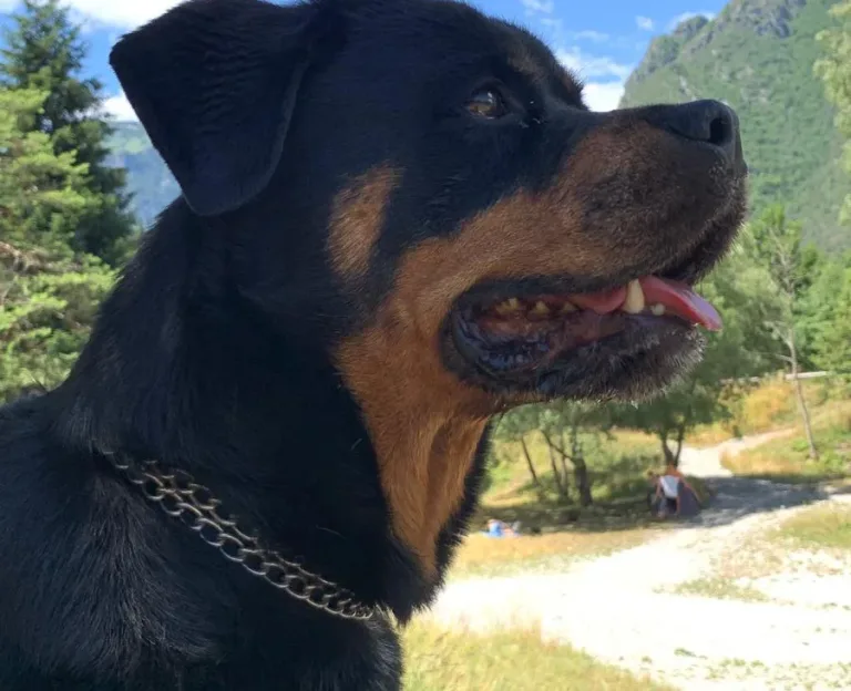 Ultimo saluto a Fiona
