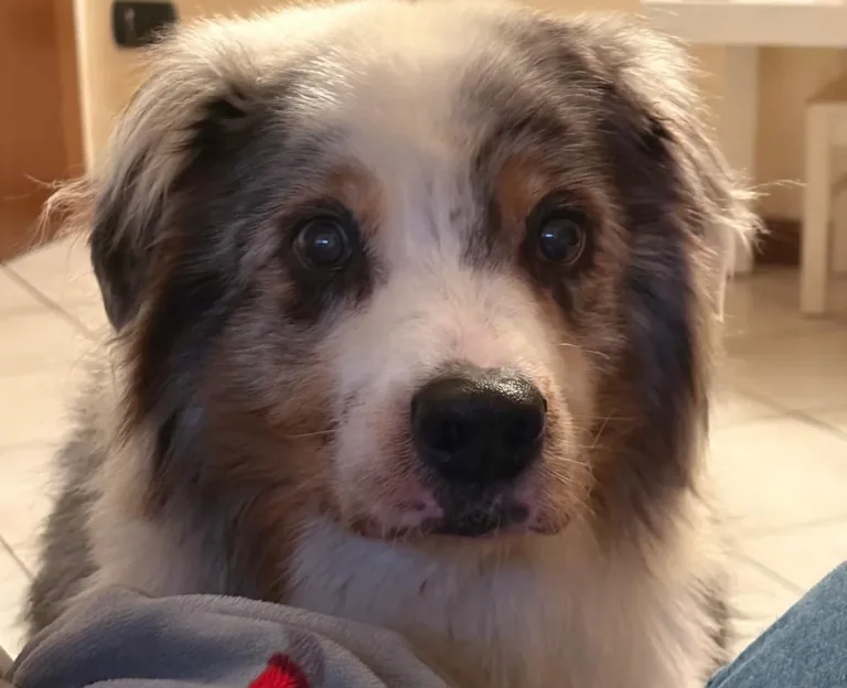 Ultimo saluto a Laika