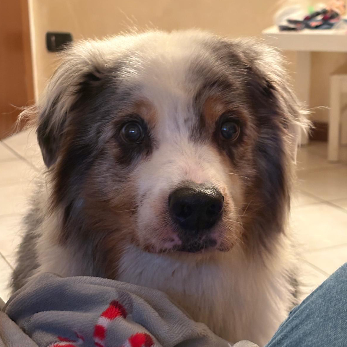Ultimo saluto a Laika