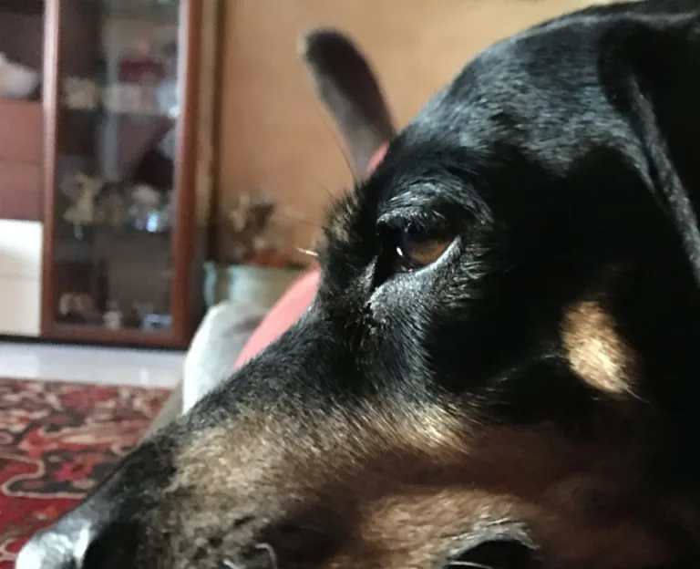 Ultimo saluto a Lola