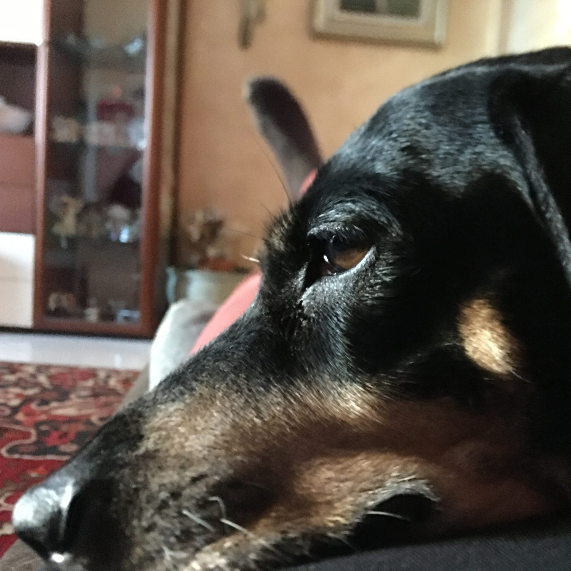 Ultimo saluto a Lola