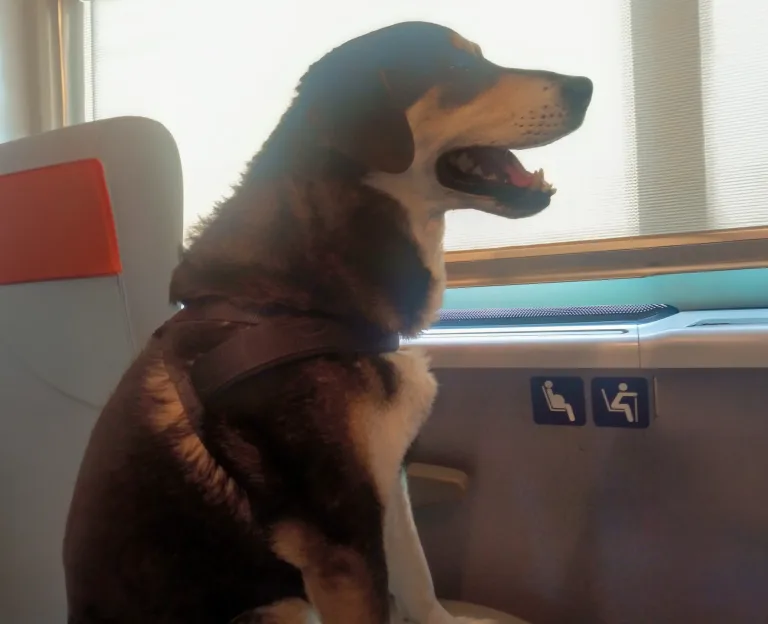 Ultimo saluto a Rufus