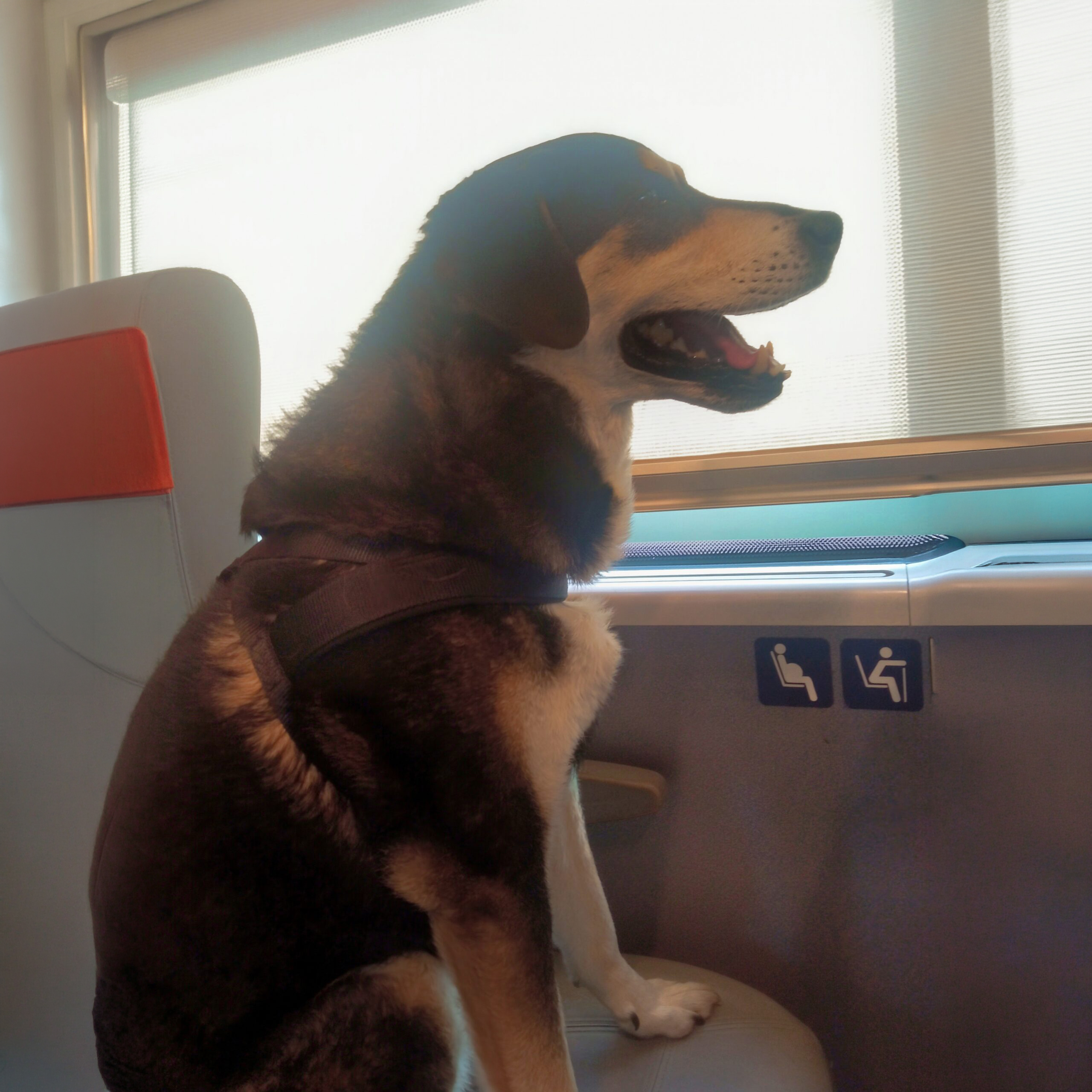 Ultimo saluto a Rufus