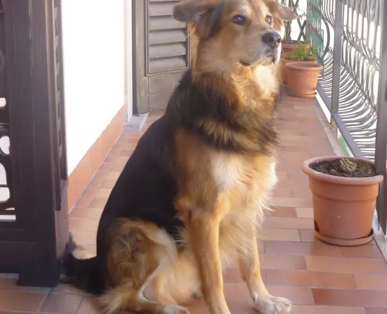 Ultimo saluto a Arturo