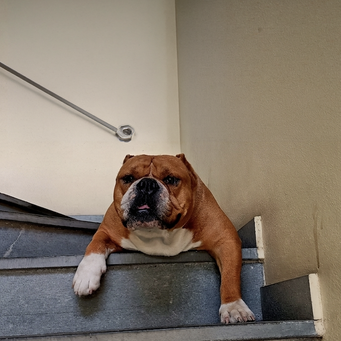 Ultimo saluto a Brando