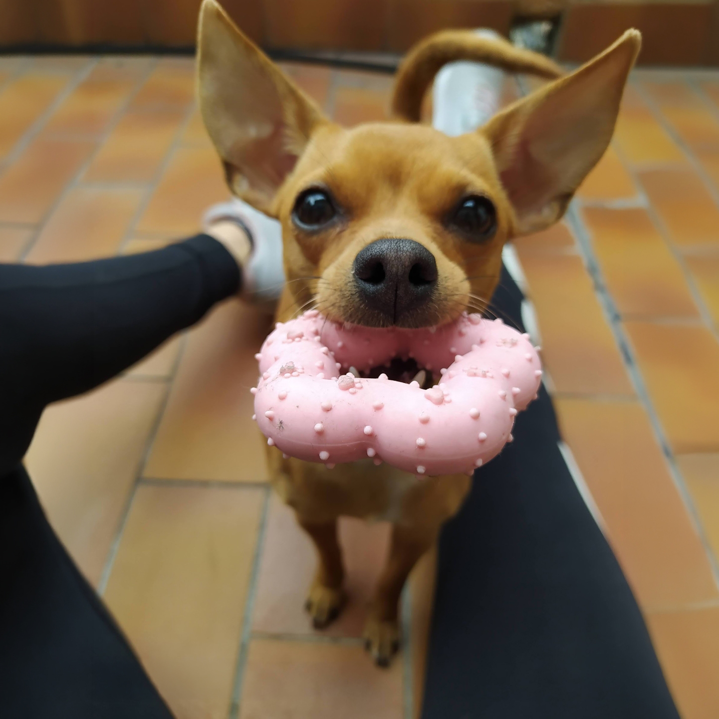 Ultimo saluto a Candy