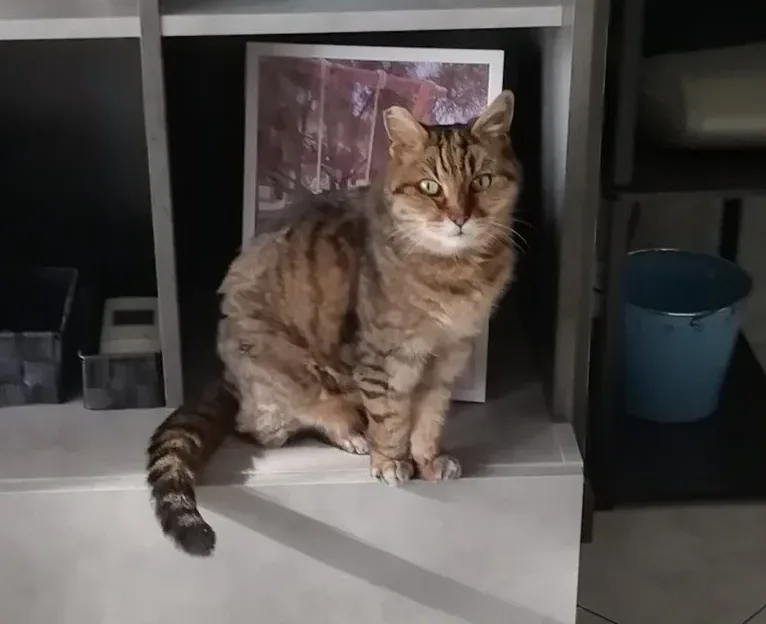 Ultimo saluto a Pallina