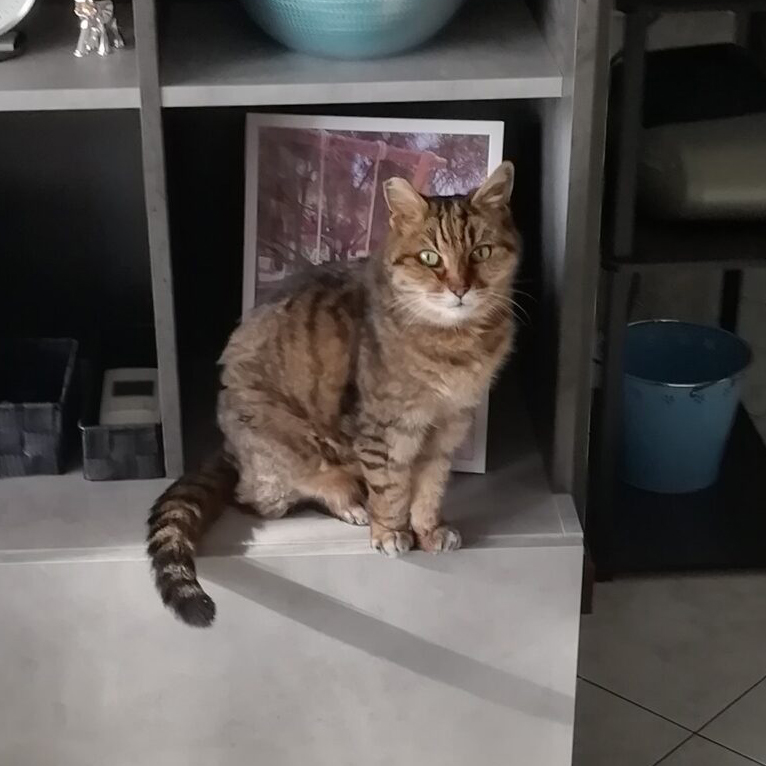 Ultimo saluto a Pallina